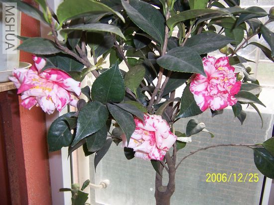 2006-12-25 005.jpg
